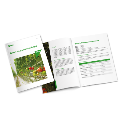 Томат на досвете: 6 фаз