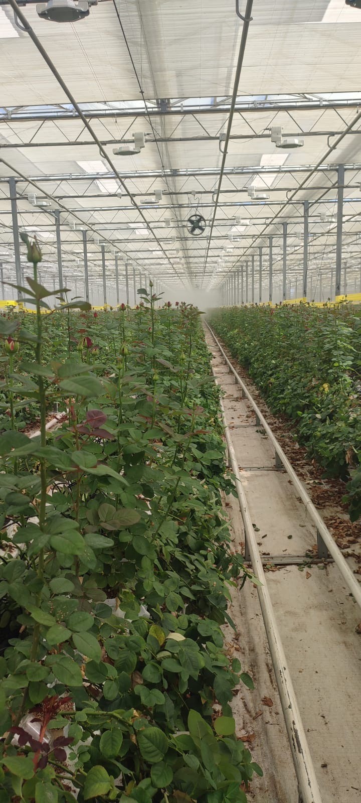 Выращивание роз на кубиках и матах Гродан (ООО «Зеленый Дом)_1