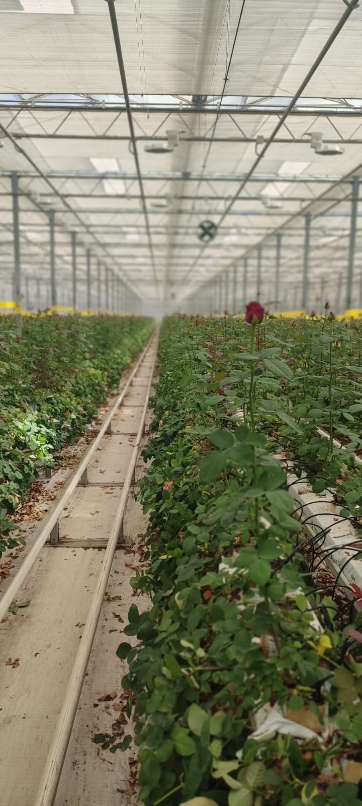 Выращивание роз на кубиках и матах Гродан (ООО «Зеленый Дом)_3