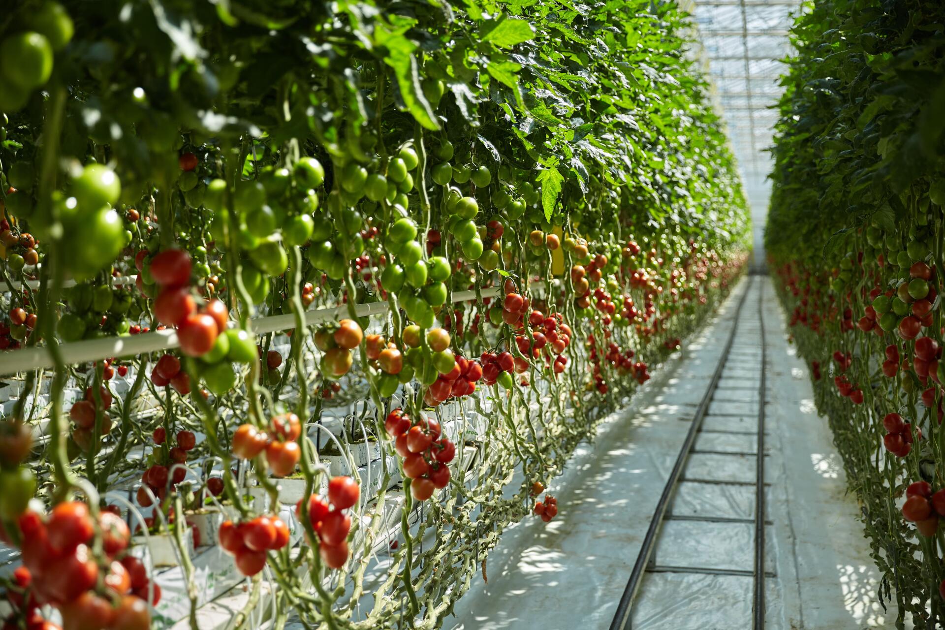 Результаты прививки томата