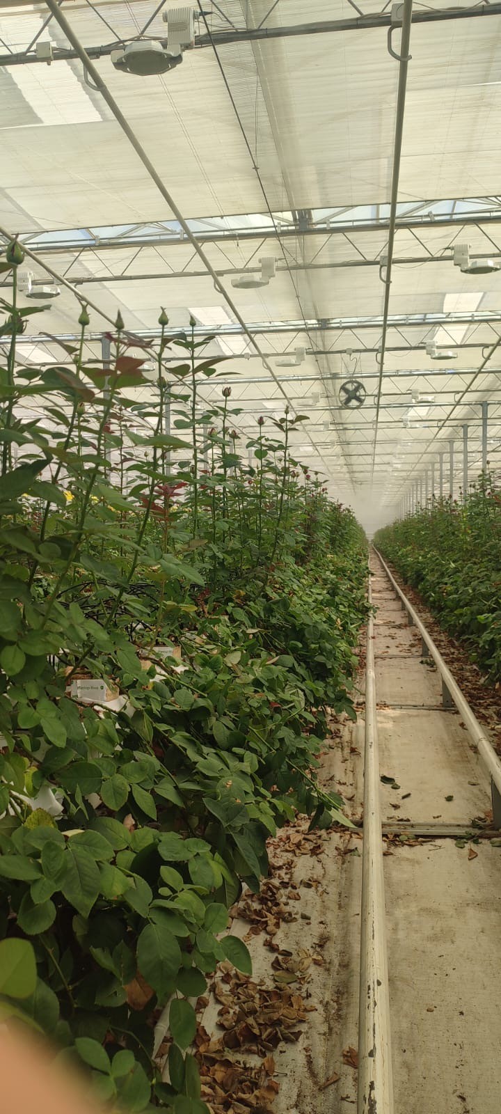 Выращивание роз на кубиках и матах Гродан (ООО «Зеленый Дом)_4