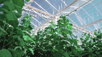 Технологии точного выращивания (полная версия)