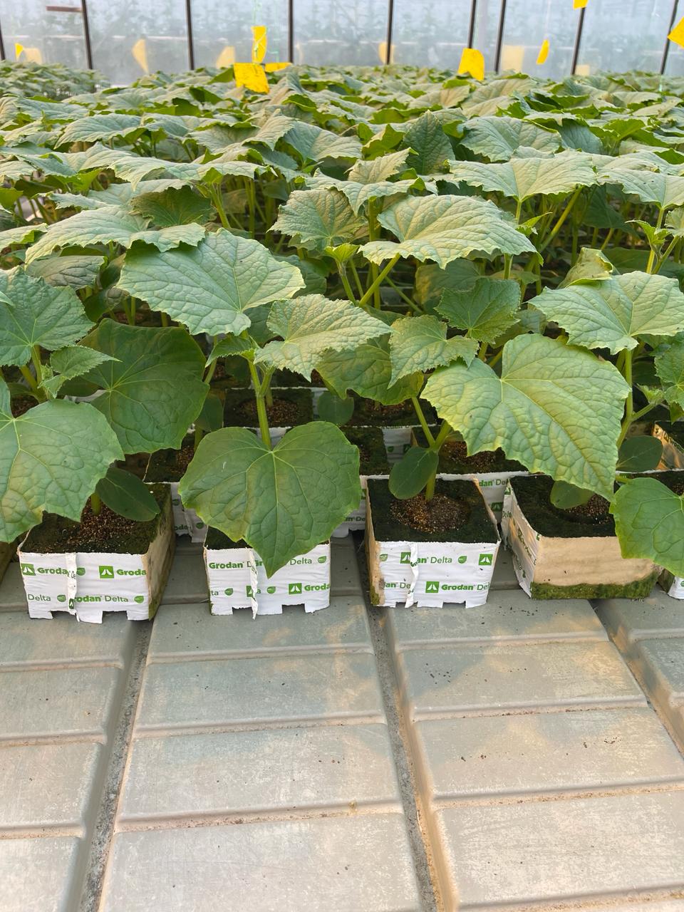 Кубики Гродан (ЗАО «Радуга»)