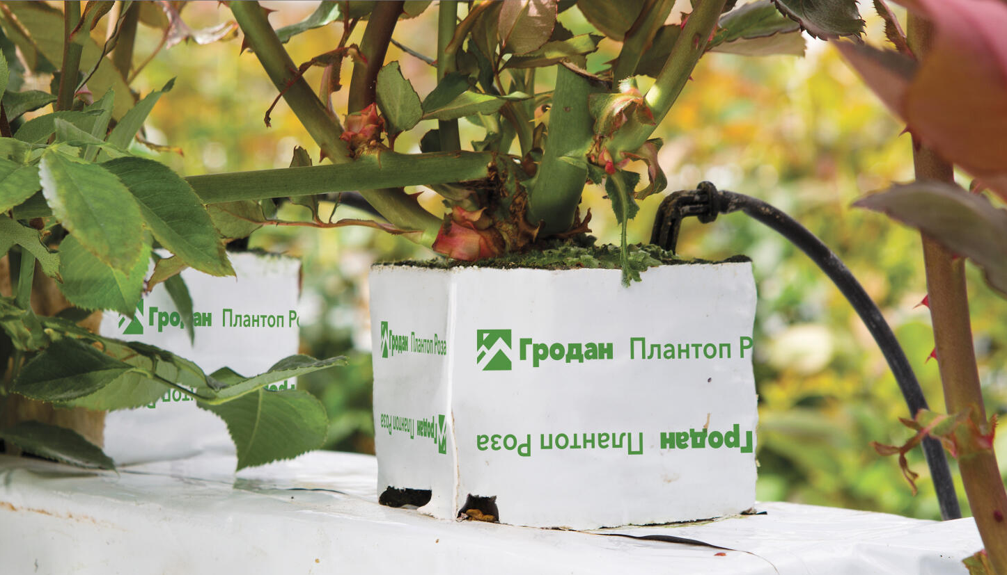 Гродан Плантоп Роза