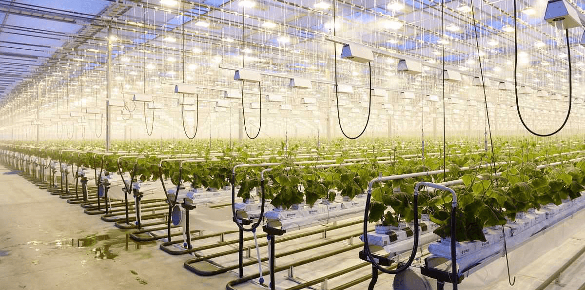 Единицы измерения света в теплице