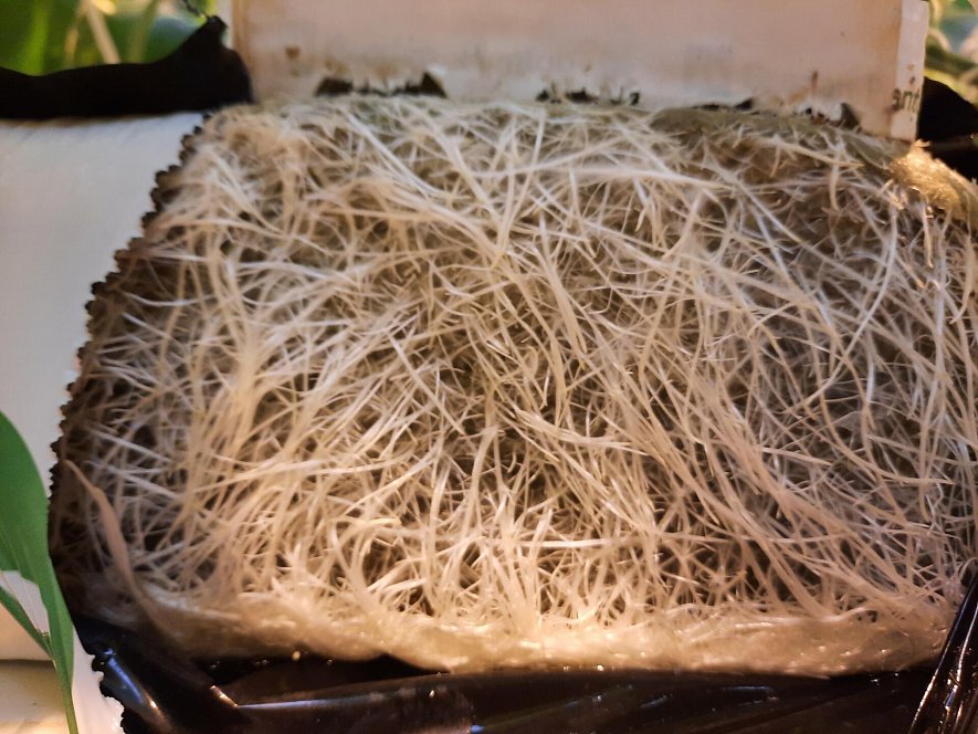 Опыт выращивания гибрида огурца  F1 Бьерн на светокультуре в ООО ТК 2 ЮгАгроХолдинг  г. Грозный._2