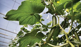 Рекомендации для точного выращивания_1