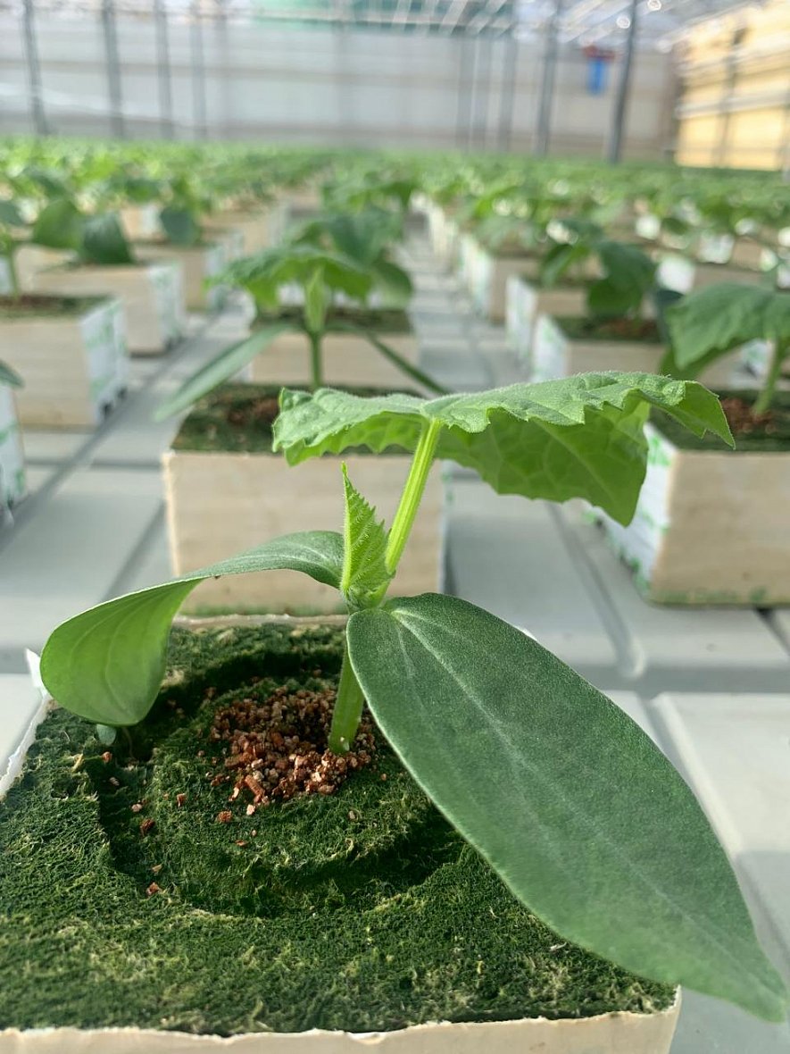 Использование кубиков и матов (ООО «Трубачево»)_3