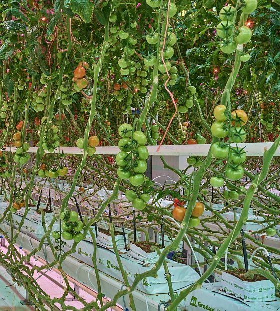 Обратный дренаж