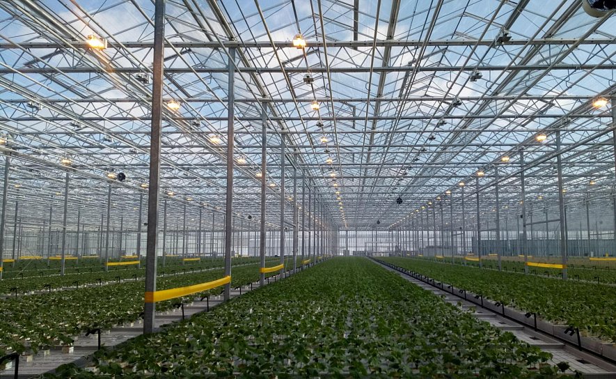 Результаты летне-осеннего оборота огурца на матах Гродан Престиж в ТК «Гринхаус» г. Старый Оскол. Пример расчета эффективности использования света Дж/кг и г/моль._2