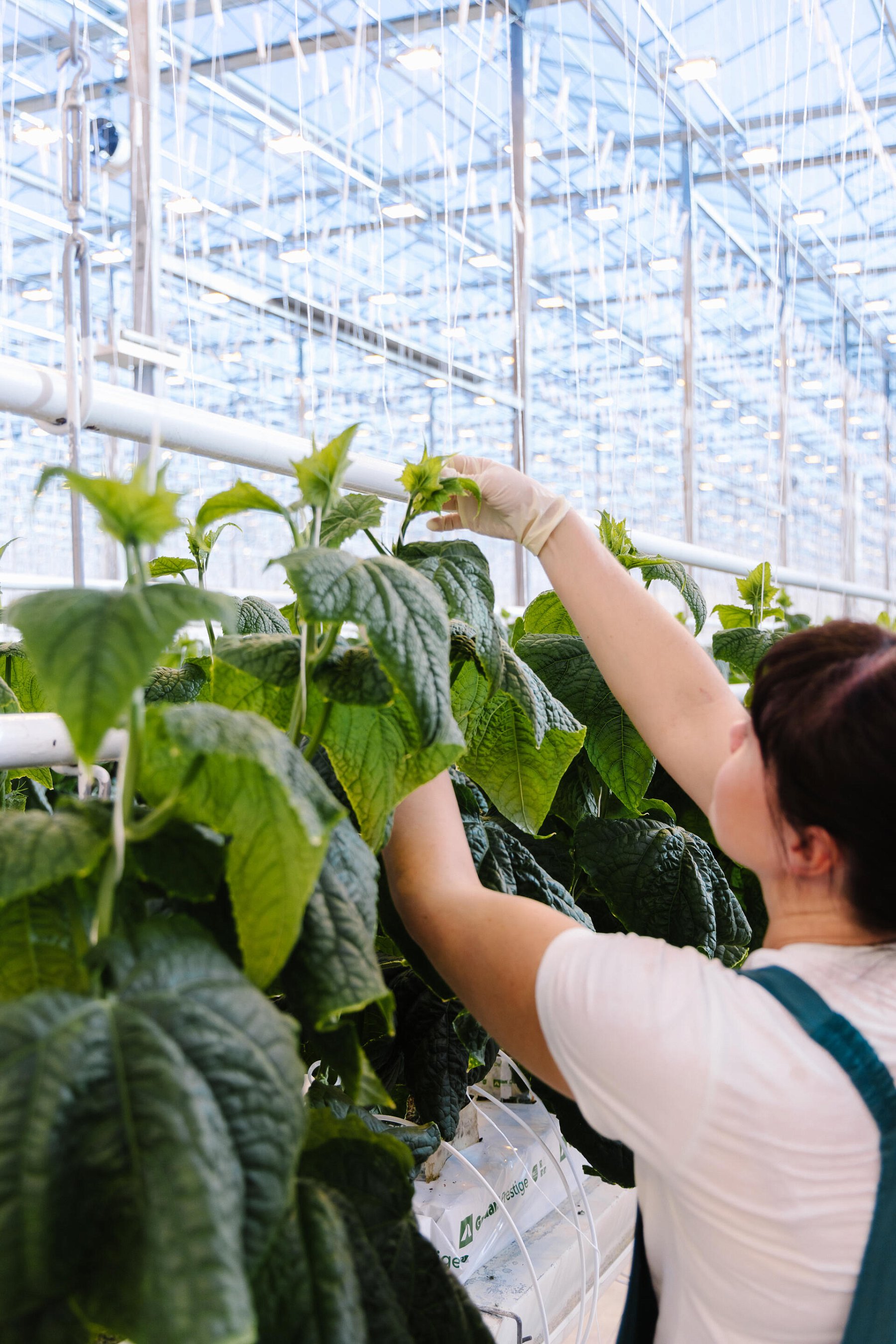 Результаты летне-осеннего оборота огурца на матах Гродан Престиж в ТК «Гринхаус» г. Старый Оскол. Пример расчета эффективности использования света Дж/кг и г/моль._3