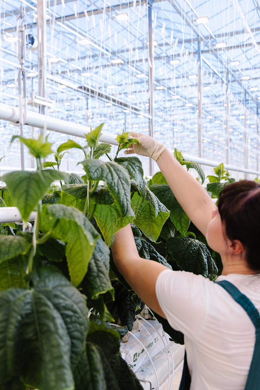 Результаты летне-осеннего оборота огурца на матах Гродан Престиж в ТК «Гринхаус» г. Старый Оскол. Пример расчета эффективности использования света Дж/кг и г/моль._3