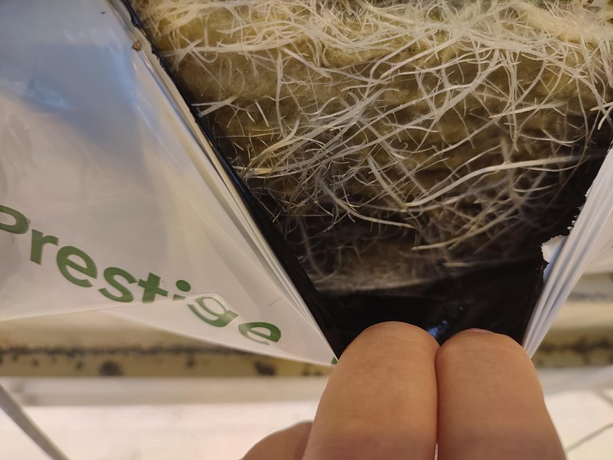 Опыт выращивания гибрида огурца  F1 Бьерн на светокультуре в ООО ТК 2 ЮгАгроХолдинг  г. Грозный._1