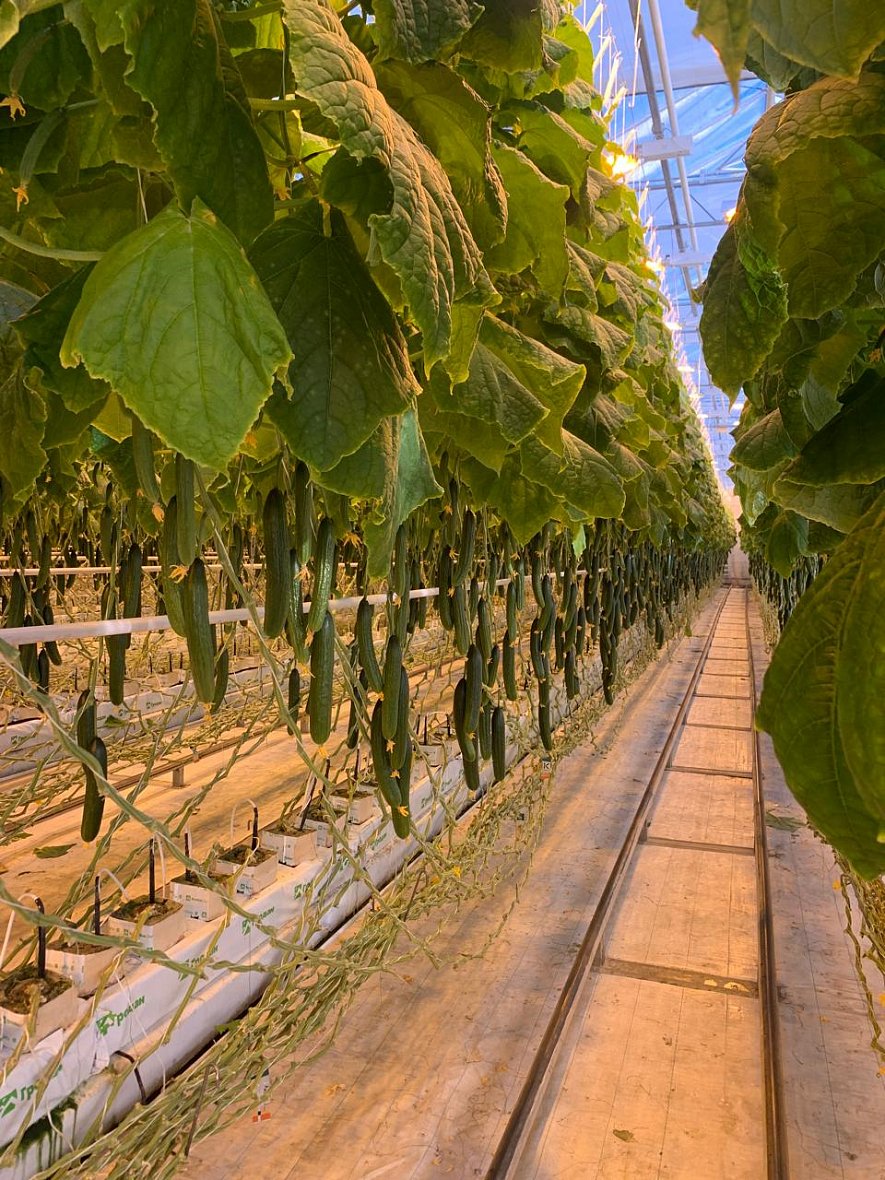 Использование кубиков и матов (ООО «Трубачево»)_2