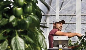 Worker standing in the greenhouse between sweet pepper plants