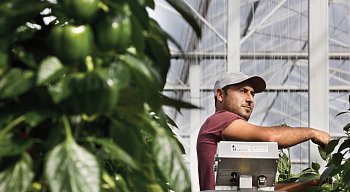 Worker standing in the greenhouse between sweet pepper plants