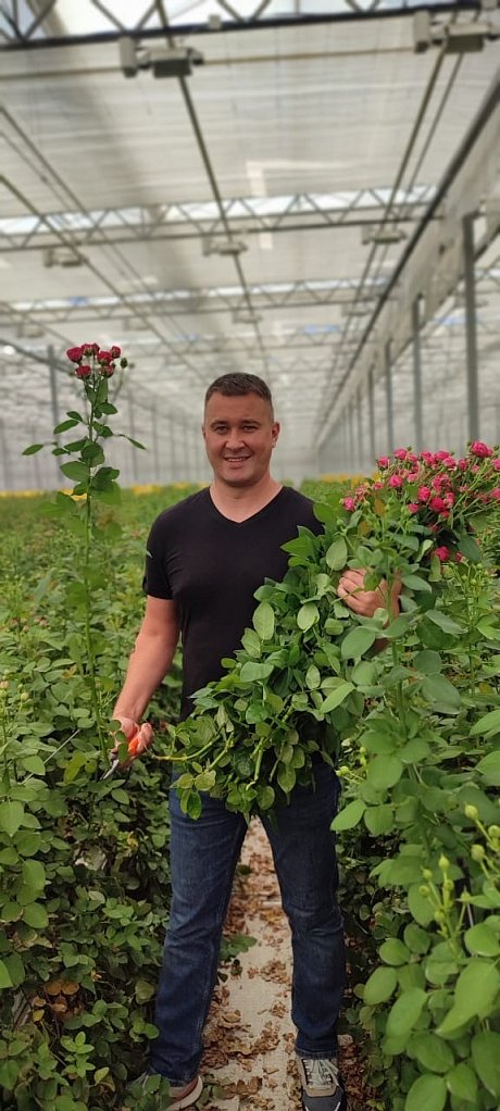 Выращивание роз на кубиках и матах Гродан (ООО «Зеленый Дом)