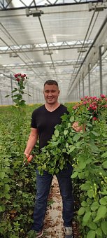 Выращивание роз на кубиках и матах Гродан (ООО «Зеленый Дом)