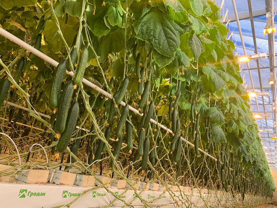 Использование кубиков и матов (ООО «Трубачево»)_1