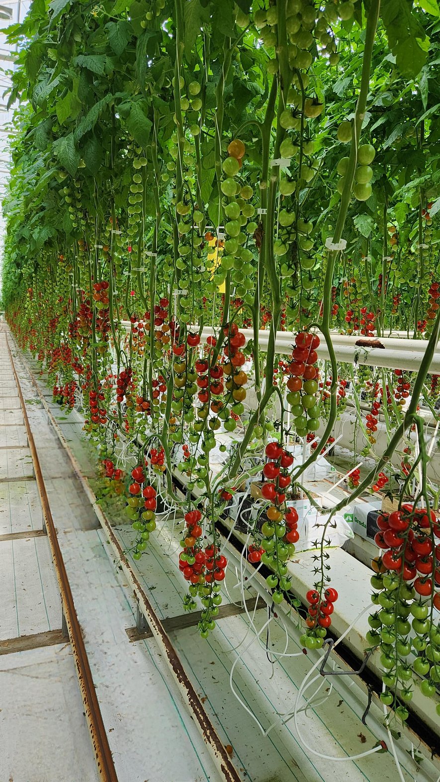 Кубики и маты Гродан  (ООО «Тепличный Комплекс Белогорья»)_8