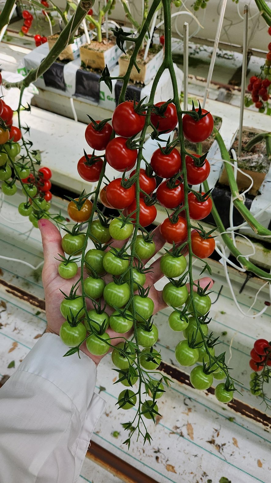 Кубики и маты Гродан  (ООО «Тепличный Комплекс Белогорья»)_7