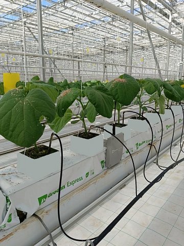 Результаты сравнительного выращивания огурца на каменной вате различных производителей