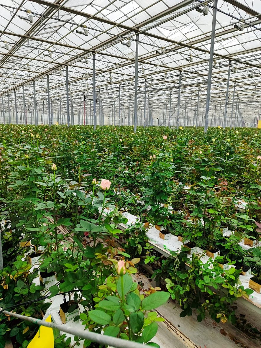 Кубики Гродан (АО «Роуз Хилл»)_3