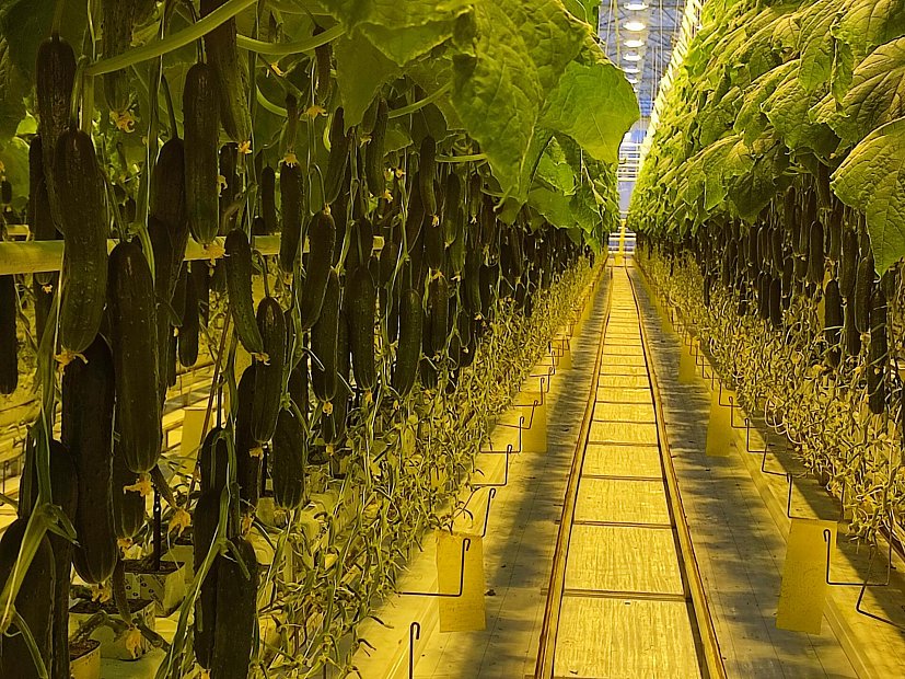 Опыт выращивания огурца F1 Святогор на светокультуре в ООО «ТК 2 ЮгАгроХолдинг», г. Грозный