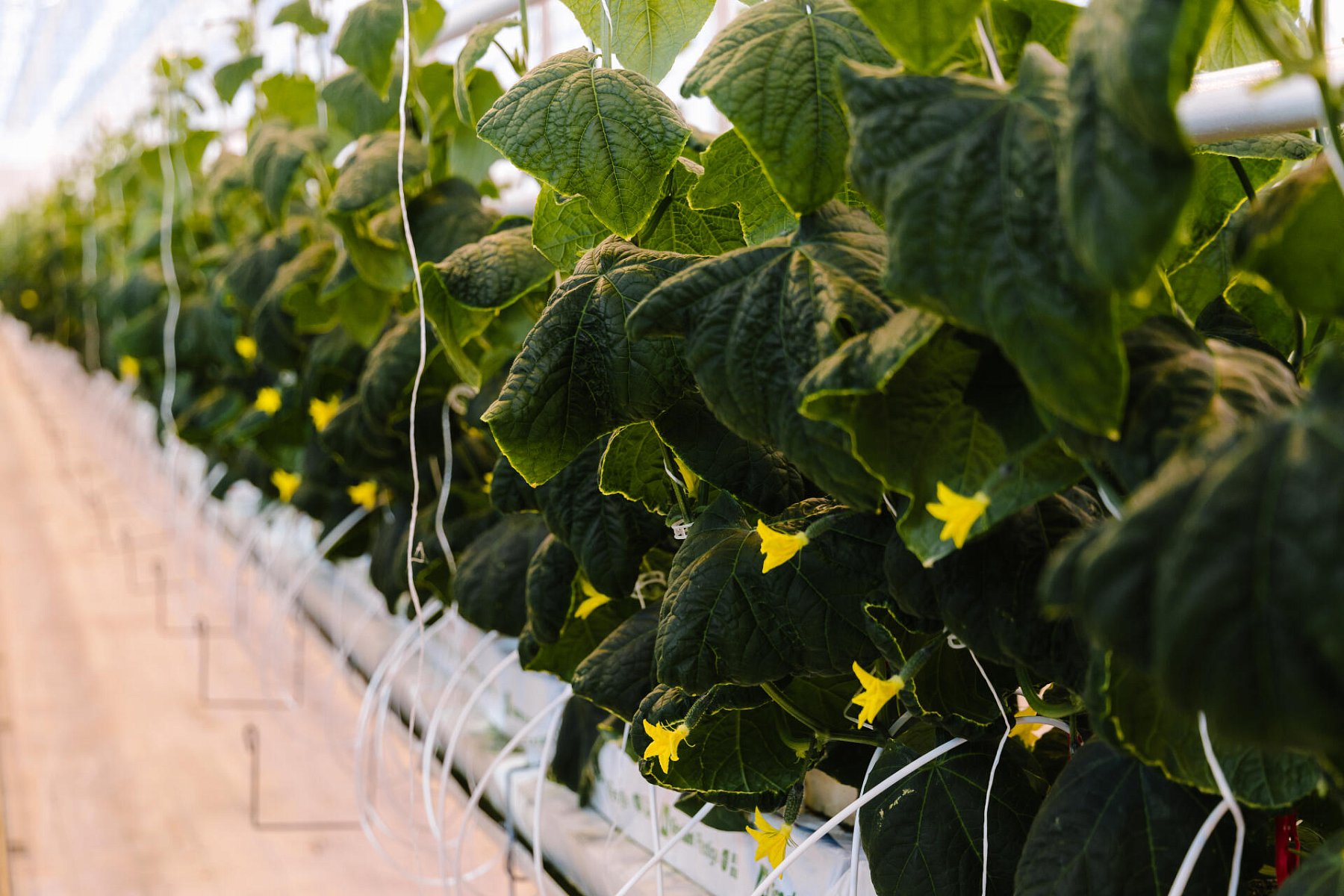 Результаты летне-осеннего оборота огурца на матах Гродан Престиж в ТК «Гринхаус» г. Старый Оскол. Пример расчета эффективности использования света Дж/кг и г/моль._1