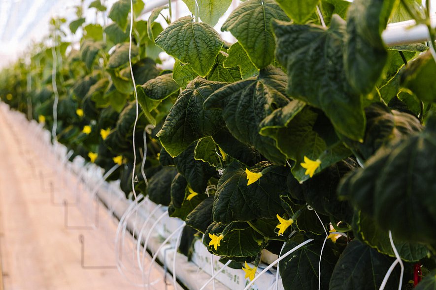 Результаты летне-осеннего оборота огурца на матах Гродан Престиж в ТК «Гринхаус» г. Старый Оскол. Пример расчета эффективности использования света Дж/кг и г/моль._1