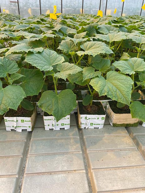 Кубики Гродан (ЗАО «Радуга»)