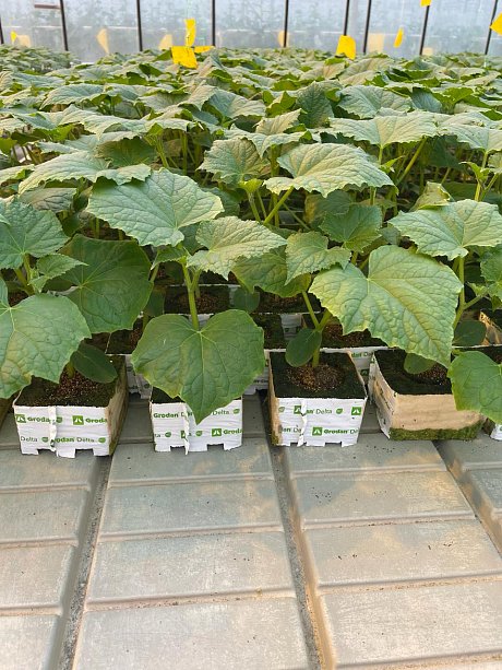 Кубики Гродан (ЗАО «Радуга»)