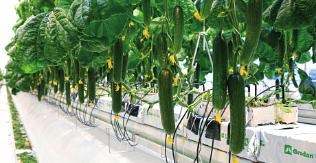 Полив огурца на светокультуре