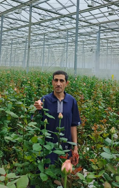 Кубики Гродан (АО «Роуз Хилл»)