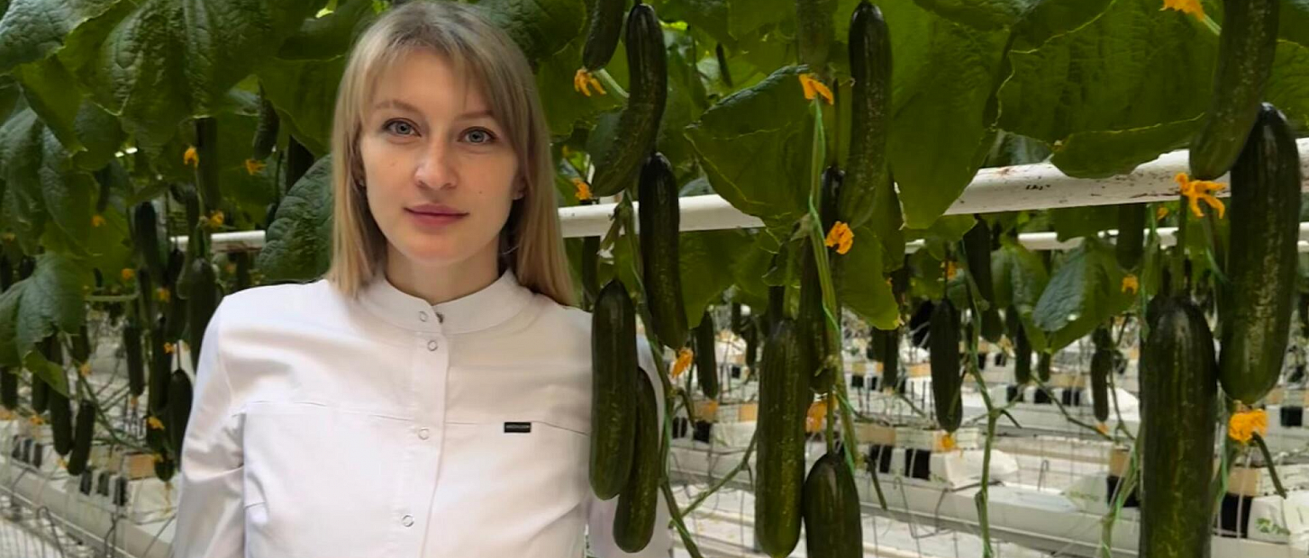 Технология выращивания в кубиках (ООО «Тепличный», Амурская обл.)