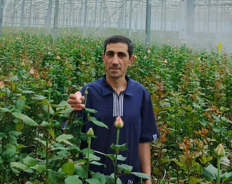 Кубики Гродан (АО «Роуз Хилл»)