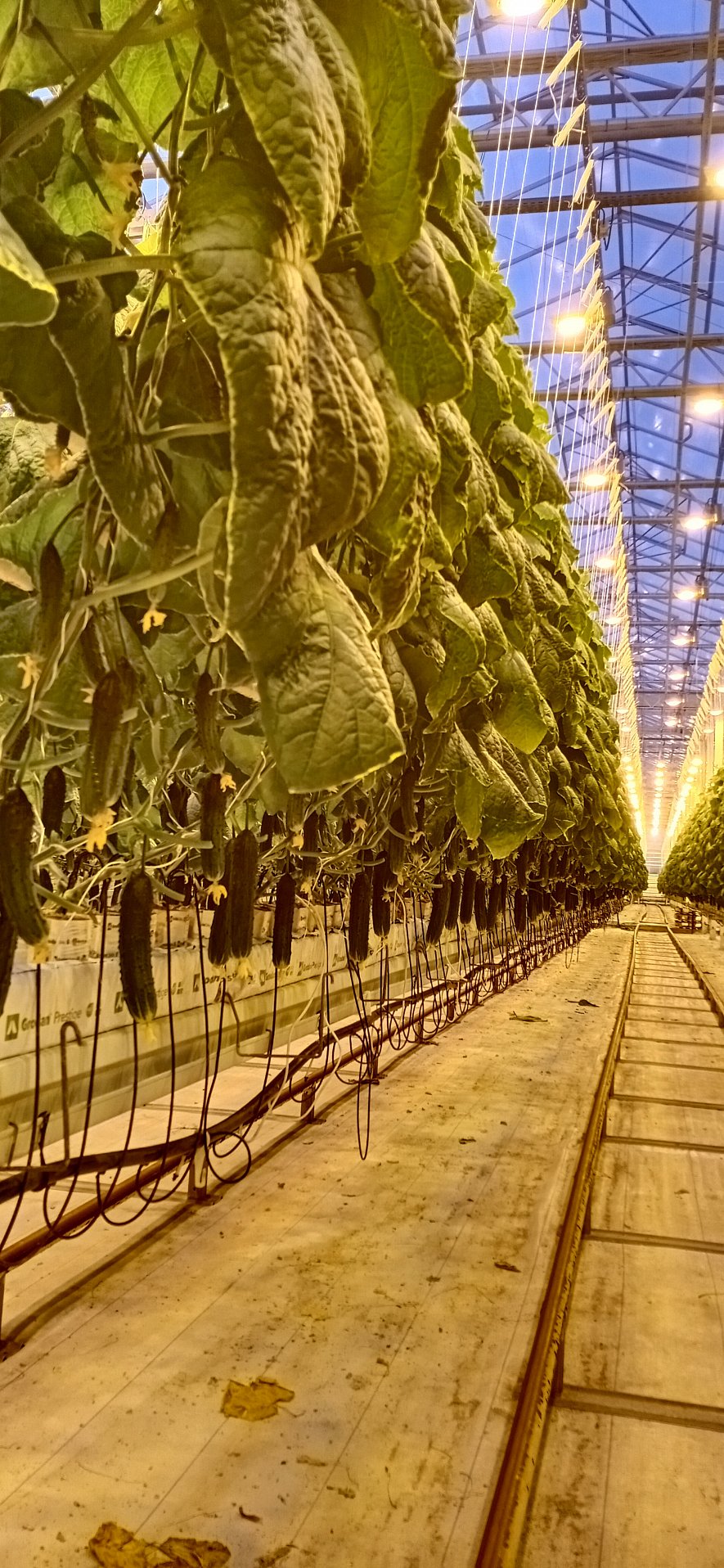 Кубики и маты Гродан  (ООО «Тепличный Комплекс Белогорья»)_4