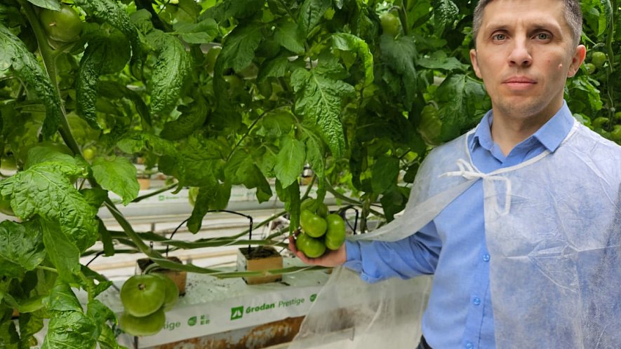 Технология выращивания в кубиках АО «Тепличное»_5