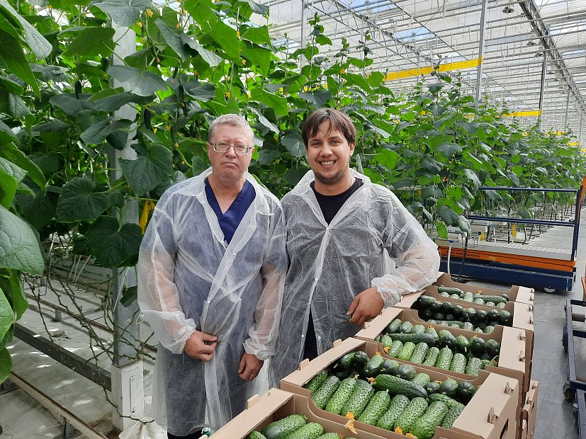 Опыт выращивания гибрида огурца  F1 Бьерн на светокультуре в ООО ТК 2 ЮгАгроХолдинг  г. Грозный.