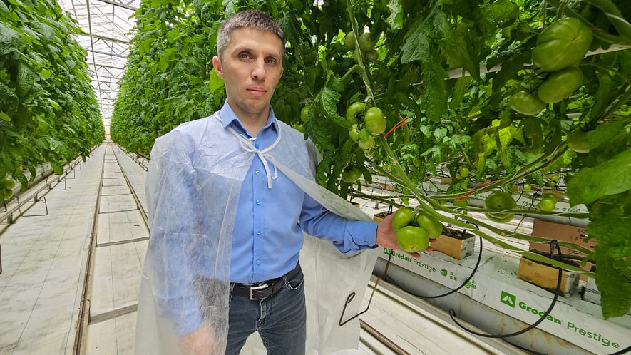 Технология выращивания в кубиках АО «Тепличное»_2