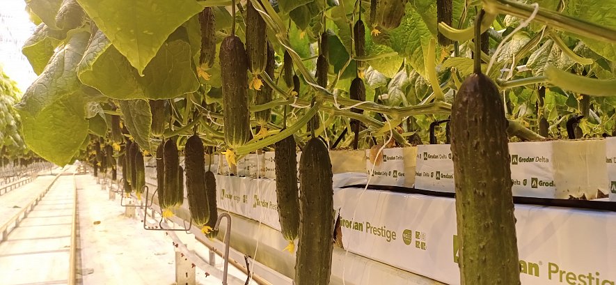 Кубики и маты Гродан  (ООО «Тепличный Комплекс Белогорья»)_6