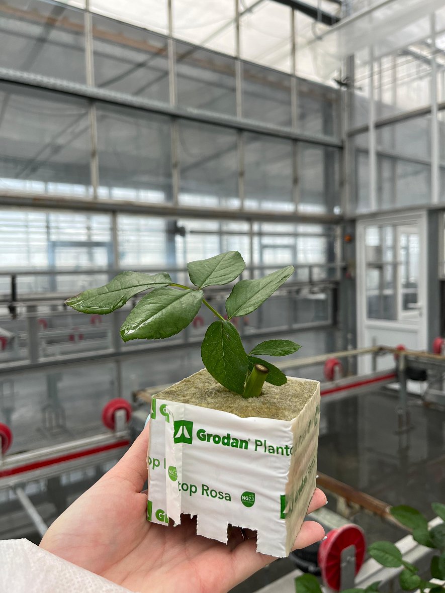 Использование кубиков (ООО «ТК-Подосинки», ОП Раменское)_3