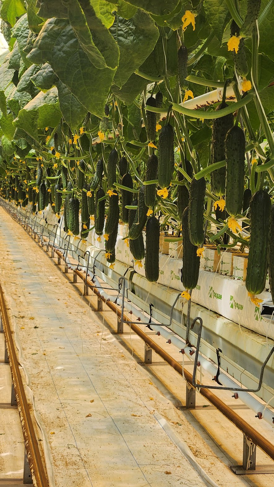 Кубики и маты Гродан  (ООО «Тепличный Комплекс Белогорья»)_5