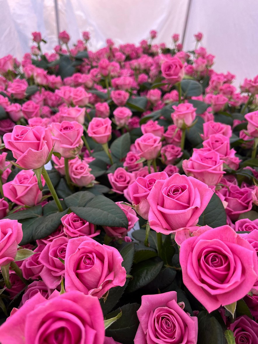 Использование кубиков (ООО «ТК-Подосинки», ОП Раменское)_11