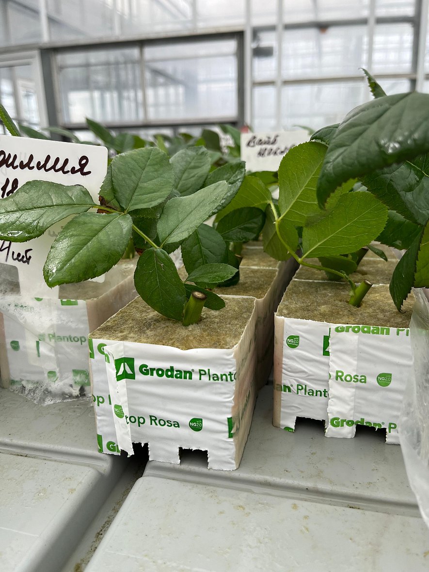 Использование кубиков (ООО «ТК-Подосинки», ОП Раменское)_17