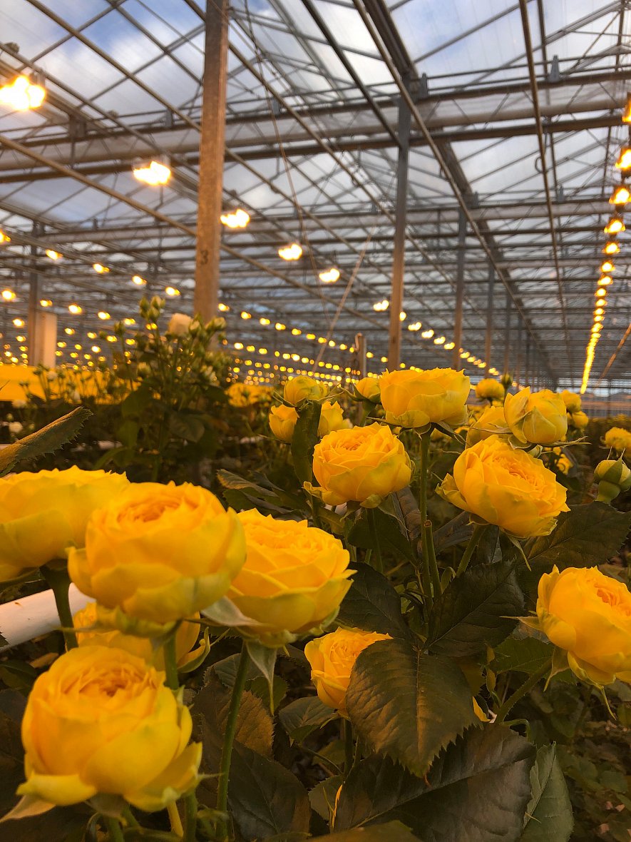 Использование кубиков (ООО «ТК-Подосинки», ОП Раменское)_5