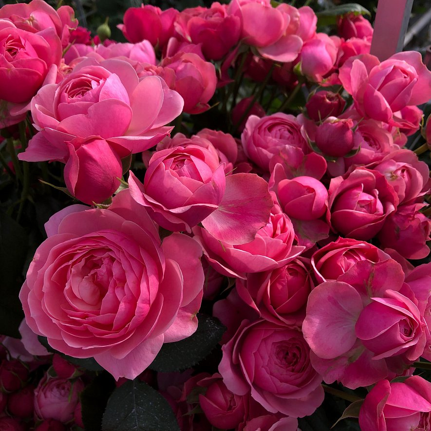 Использование кубиков (ООО «ТК-Подосинки», ОП Раменское)_6