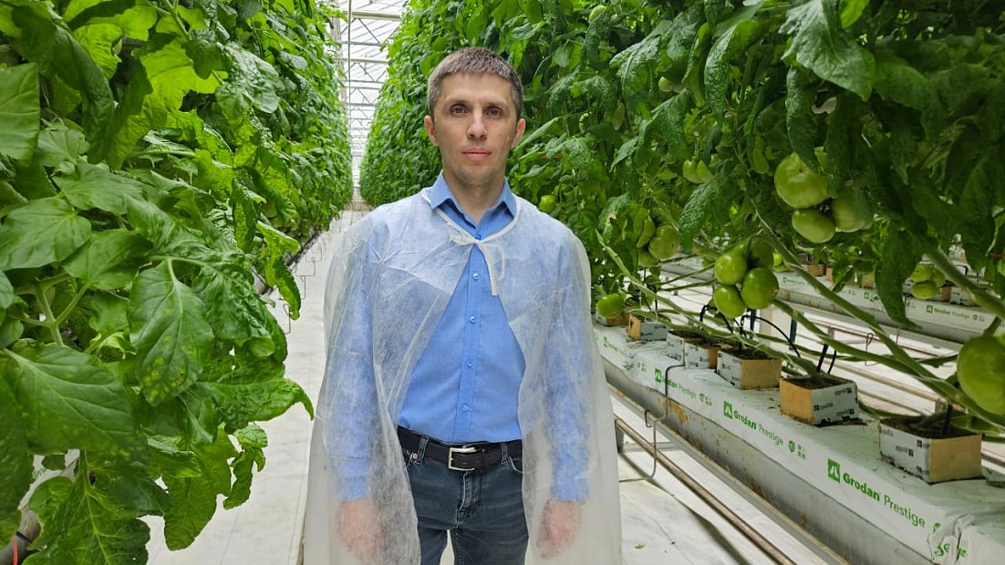 Технология выращивания в кубиках АО «Тепличное»