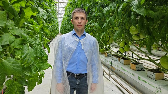 Технология выращивания в кубиках АО «Тепличное»